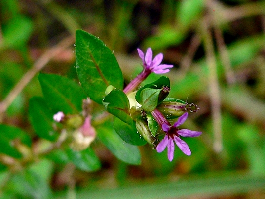 {Cuphea carthagenensis}